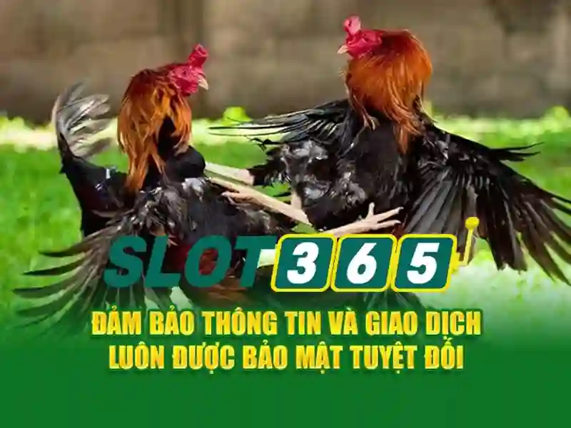 slot365 rtp – Trải nghiệm đỉnh cao và định vị slot365