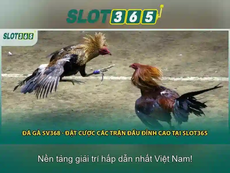 slot365 vn - Khám phá giải trí và poker trực tuyến