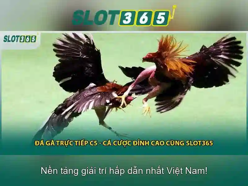 Slot365: Nền tảng chơi slot trực tuyến hiện đại