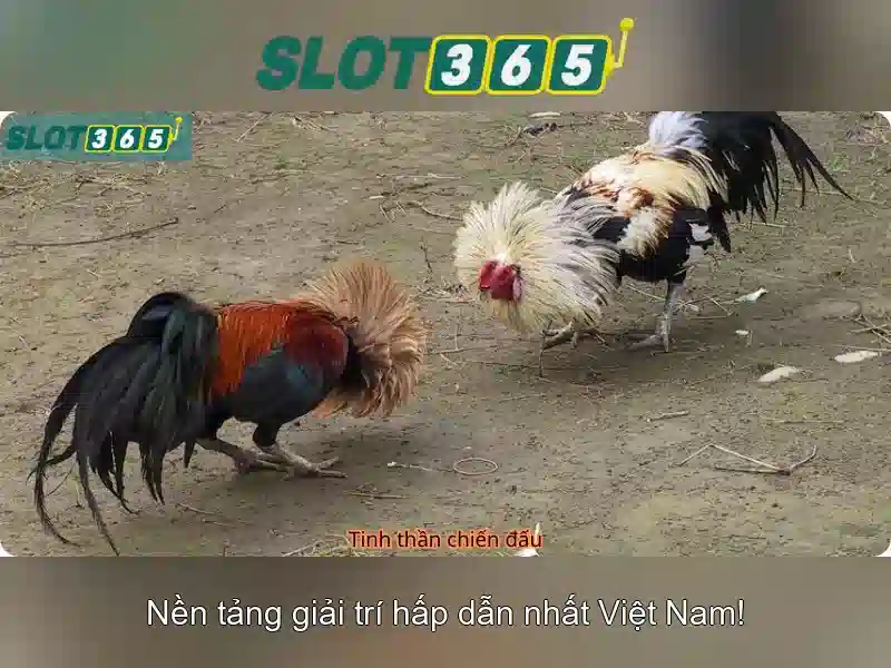 Slot365 - Đánh giá tổng quan về nền tảng trò chơi slot trực tuyến