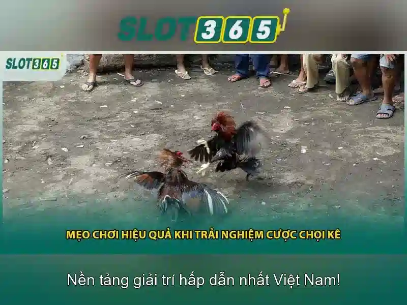 Slot365: Đánh giá nền tảng máy đánh bạc trực tuyến